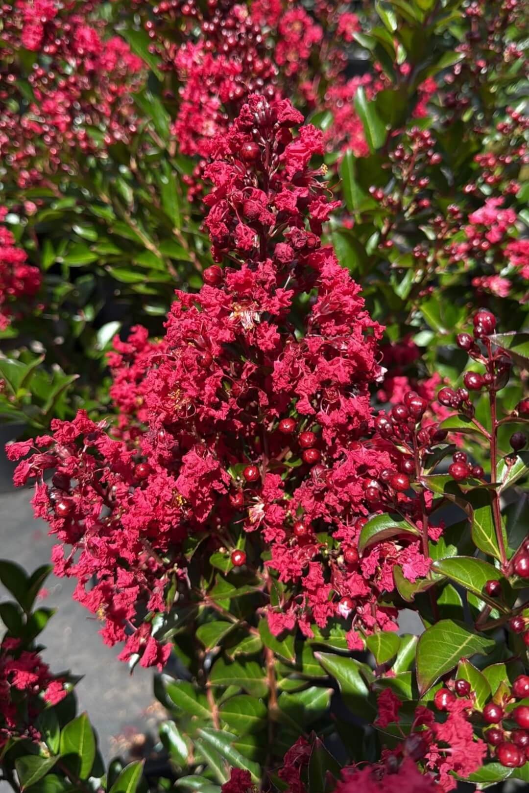 Close-up of vibrant Lagerstroemia 'Enduring Summer Red' Crepe Myrtle flowers and buds in sunlight, surrounded by green leaves. Shown in a 16" pot.