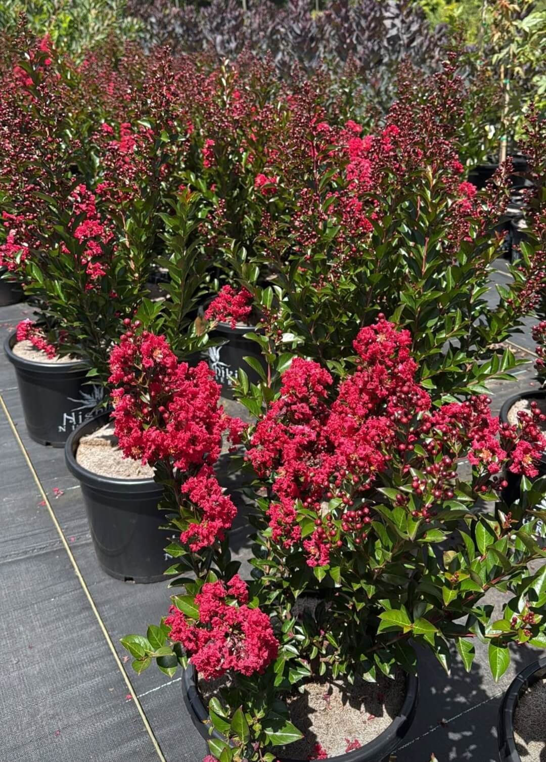 Several Lagerstroemia 'Enduring Summer Red' Crepe Myrtle trees in 16" black pots, with bright pink flowers and green leaves, are displayed outdoors on black ground covering.