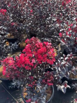Sunset Magic crepe myrtle miniture lagerstroemia purple burgundy foliage and deep rich red leaves
