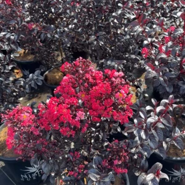 Sunset Magic crepe myrtle miniture lagerstroemia purple burgundy foliage and deep rich red leaves