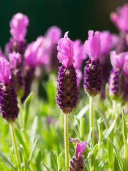 Close-up of Lavandula 'La Diva Papillon Deep Rose' Lavender in a 15cm pot, featuring vibrant rose-purple blooms and green stems, illuminated by sunlight.