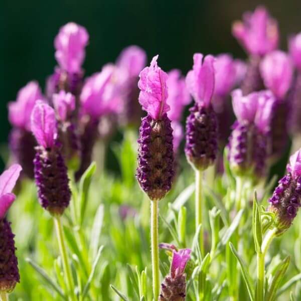 Close-up of Lavandula 'La Diva Papillon Deep Rose' Lavender in a 15cm pot, featuring vibrant rose-purple blooms and green stems, illuminated by sunlight.