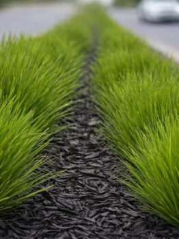 Green ornamental grasses planted in two neat rows on a mulched central reservation dividing a road; a blurred car is visible in the background.