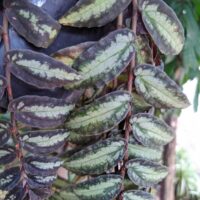 Close-up of Pellionia 'Trailing Watermelon Plant' in a 15cm pot, featuring oval dark green leaves with light green-silvery patterns and reddish stems. Blurred foliage appears in the background.