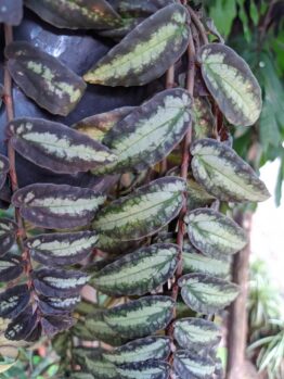 Close-up of Pellionia 'Trailing Watermelon Plant' in a 15cm pot, featuring oval dark green leaves with light green-silvery patterns and reddish stems. Blurred foliage appears in the background.