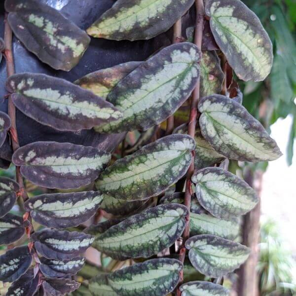 Close-up of Pellionia 'Trailing Watermelon Plant' in a 15cm pot, featuring oval dark green leaves with light green-silvery patterns and reddish stems. Blurred foliage appears in the background.