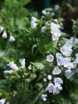 Pulmonaria 'White' 6” Pot