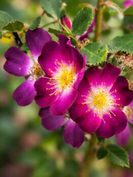 Close-up of vibrant purple wild roses with yellow centres, surrounded by green leaves and blurred background.