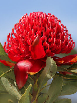 A vibrant Telopea 'Gembrook' Waratah 8" Pot with a bright red bloom and lush green leaves stands out against a clear blue sky.