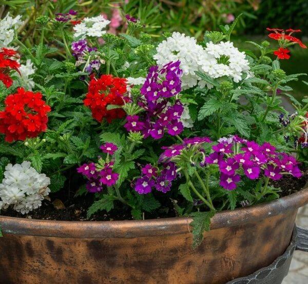 Verbena 'Mixed Varieties' 6" Pot