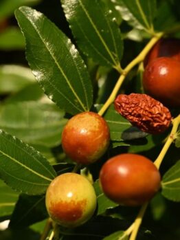 Close-up of Ziziphus Jujube 'Redlands' Chinese Date 16" Pot showing fruits at various ripeness stages—unripe, ripe, and dried—on a leafy branch.