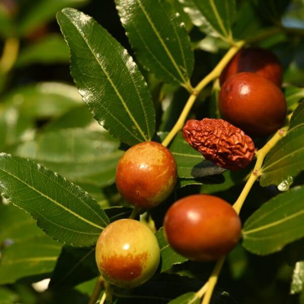 Close-up of Ziziphus Jujube 'Redlands' Chinese Date 16" Pot showing fruits at various ripeness stages—unripe, ripe, and dried—on a leafy branch.