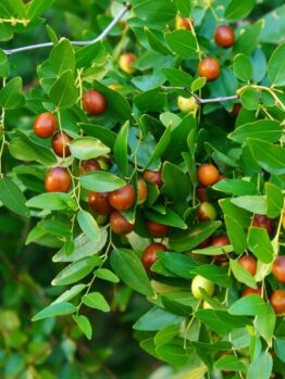 A cluster of green leaves with numerous small, round, reddish-brown fruits growing on the branches.