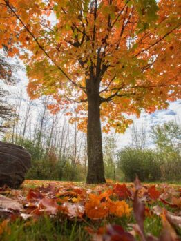 An Acer 'Apollo' Sugar Maple in a 16" pot stands in a grassy area with vibrant orange and yellow autumn leaves, surrounded by fallen foliage; additional trees appear under a partly cloudy sky in the background.