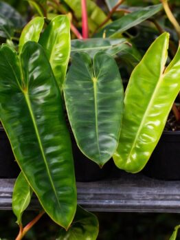 Three Philodendron ‘Emerald Vine’ plants, each in a 5” pot and displaying large, glossy green leaves, are arranged side by side on a shelf.