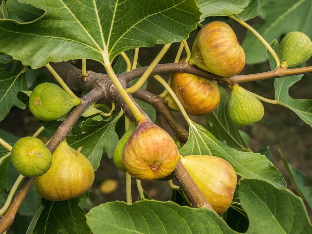 Several ripe and unripe figs grow on the branches of a Ficus 'Peter's Honey' Fig Tree 8" Pot, surrounded by large green leaves.