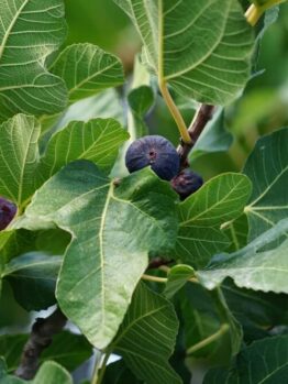 Close-up of a Ficus 'Picone Black' Fig Tree in an 8" pot featuring large green leaves and several ripe, dark purple figs clustered among the branches.