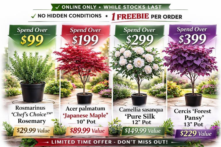 Four potted plants are featured at the Plant Nursery—rosemary, Japanese maple, camellia, and forest pansy—each with special offers tied to purchase amounts.