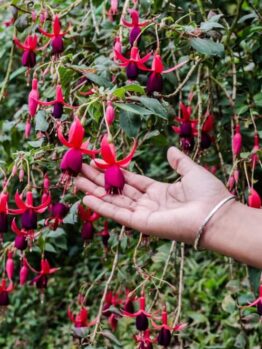 A hand gently touches a branch of Fuchsia 'Assorted Varieties' 6" Pot, displaying pink and purple flowers in a garden.