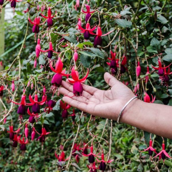 A hand gently touches a branch of Fuchsia 'Assorted Varieties' 6" Pot, displaying pink and purple flowers in a garden.