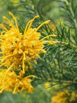 Close-up of Grevillea 'Molonglo' flower with spiky yellow petals and green needle-like leaves, ideal for cultivation in a 15cm pot.