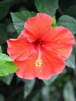 A close-up of a red hibiscus flower with yellow stamens, surrounded by green leaves in the background.