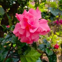 Close-up of a bright pink hibiscus flower in bloom, surrounded by green leaves and blurred foliage in the background.