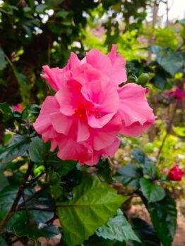 Close-up of a bright pink hibiscus flower in bloom, surrounded by green leaves and blurred foliage in the background.