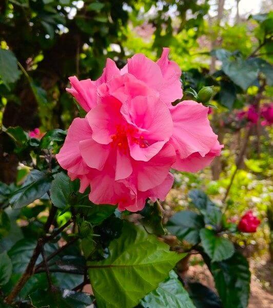 Close-up of a bright pink hibiscus flower in bloom, surrounded by green leaves and blurred foliage in the background.
