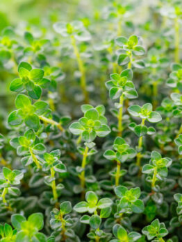 Close-up of fresh green thyme herb plants with small oval leaves and upright stems.