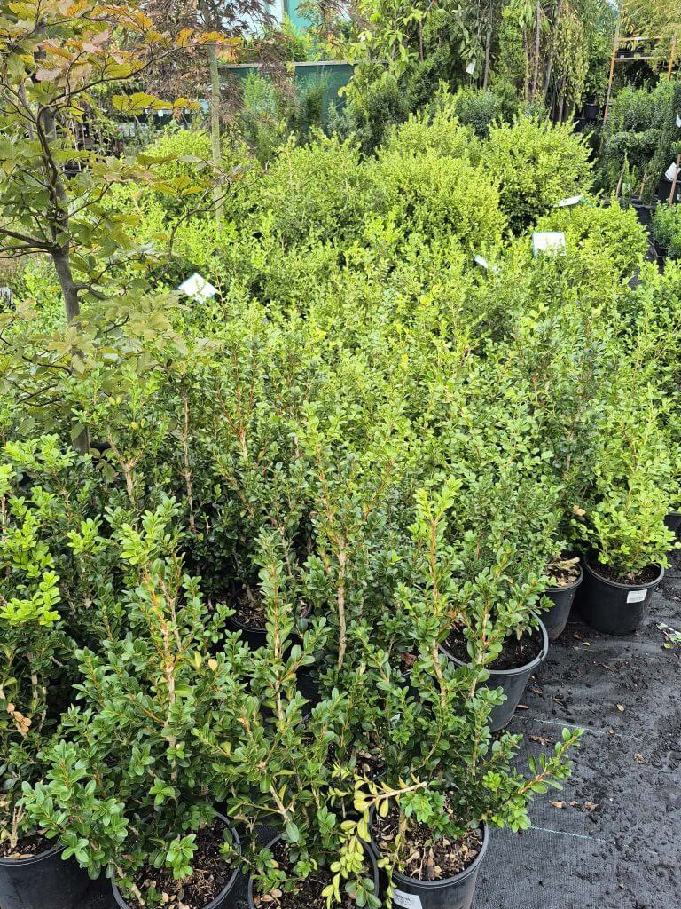 Several potted green shrubs are arranged on the ground at a plant nursery, surrounded by other leafy plants and trees in the background during a Plants Clearance Sale.