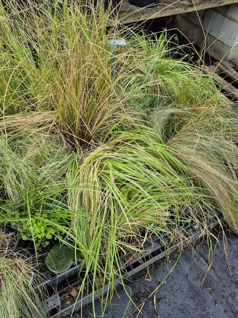 Various tufts of green and brown ornamental grasses are growing in plastic trays on a black ground cover, with wooden pallets in the background—perfect picks for any garden during our Plants Clearance Sale.