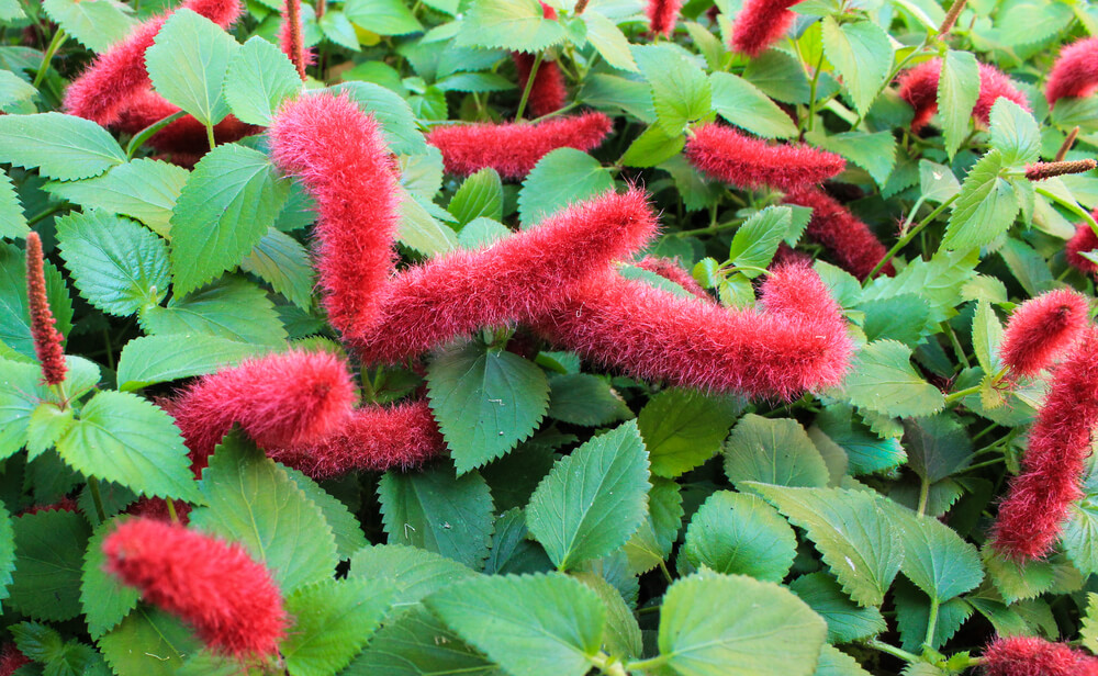 Bright green leaves and fuzzy red flower spikes make the Acalypha 'Stephie' Red Cat's Tail in a 15cm pot a standout plant, bringing unique texture and vibrant colour to any indoor space.