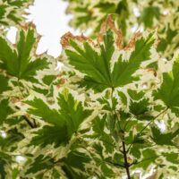 Rare & Unusual Maples