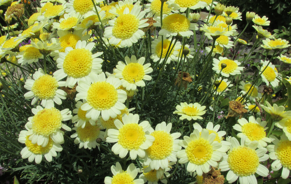 Cluster of yellow and white daisy-like flowers with green stems and leaves, some blooms fresh and others wilting.