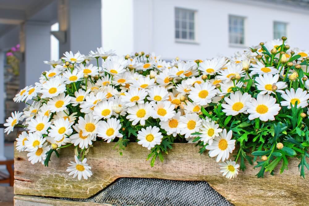 A wooden planter box filled with blooming white daisies with yellow centres, set outdoors near a white building.