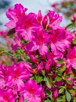 Bright pink azalea flowers in full bloom with green leaves, photographed outdoors in natural light.