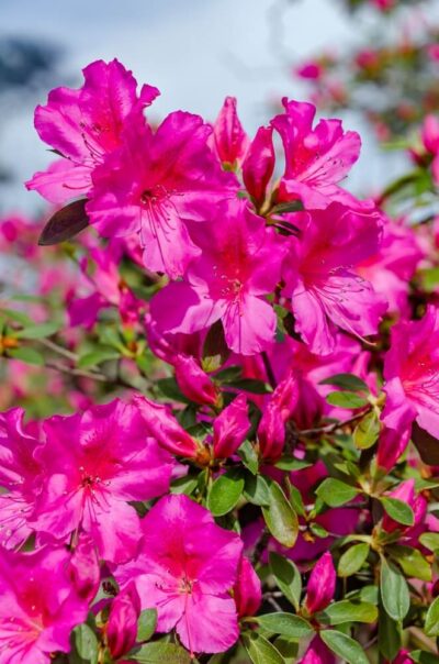 Bright pink azalea flowers in full bloom with green leaves, photographed outdoors in natural light.