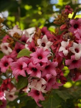 A cluster of pink and white trumpet-shaped flowers with dark centres, surrounded by green leaves, photographed outdoors in natural light.