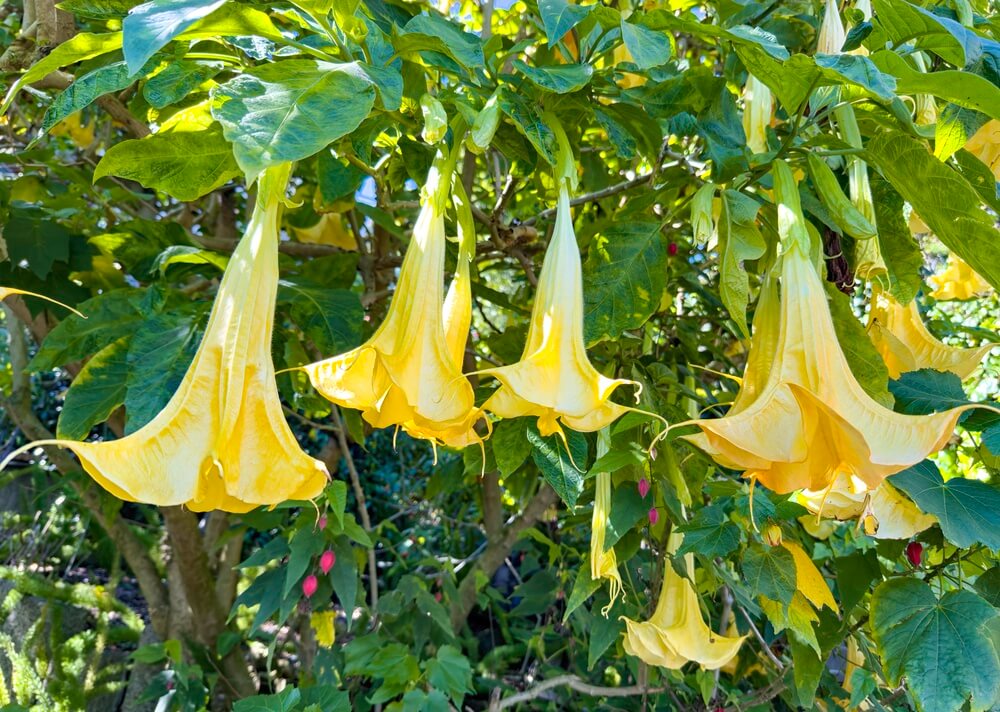 Yellow trumpet-shaped flowers, known as angel's trumpets, hang from green leafy branches outdoors in sunlight.
