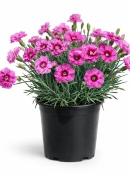 A Dianthus 'Pink Eclipse' in a 15cm black pot features blooming pink carnations and lush green leaves, set against a white background.
