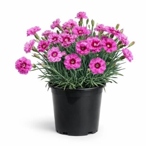A Dianthus 'Pink Eclipse' in a 15cm black pot features blooming pink carnations and lush green leaves, set against a white background.