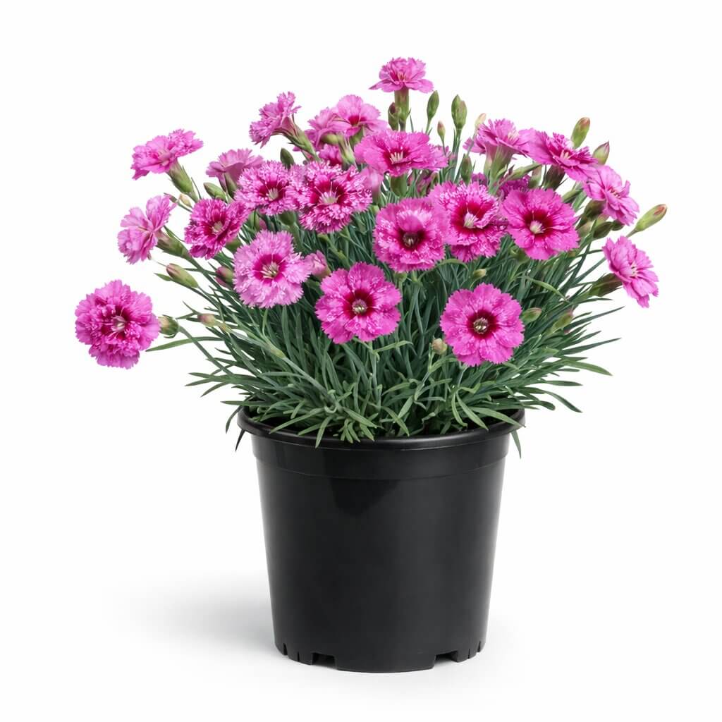 A Dianthus 'Pink Eclipse' in a 15cm black pot features blooming pink carnations and lush green leaves, set against a white background.