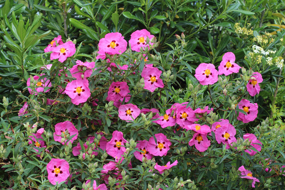 A shrub with numerous bright pink flowers with yellow and maroon centres, surrounded by green foliage.