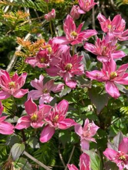 Clusters of Clematis 'Broughton Star' 15cm Pot display pink, pointed-petal flowers with yellow centres blooming among lush green leaves in bright sunlight.