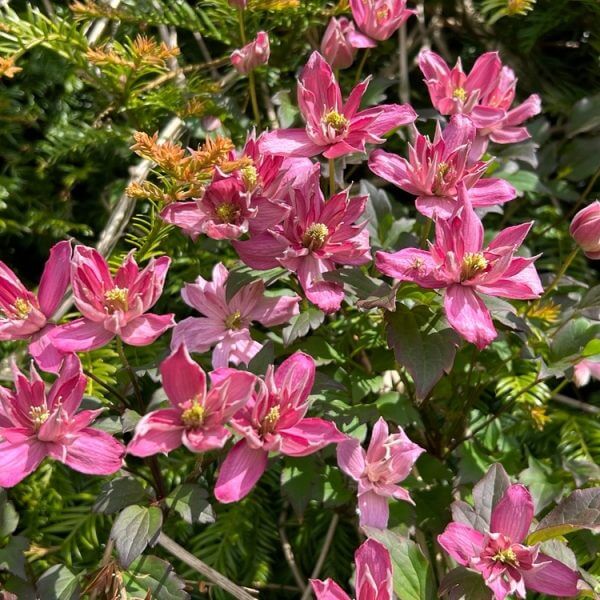 Clusters of Clematis 'Broughton Star' 15cm Pot display pink, pointed-petal flowers with yellow centres blooming among lush green leaves in bright sunlight.