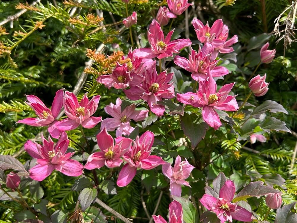 Clusters of Clematis 'Broughton Star' 15cm Pot display pink, pointed-petal flowers with yellow centres blooming among lush green leaves in bright sunlight.