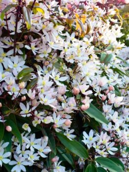 A dense cluster of white star-shaped flowers with yellow centres and green leaves growing on a bush in sunlight.