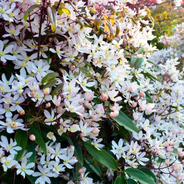 A dense cluster of white star-shaped flowers with yellow centres and green leaves growing on a bush in sunlight.
