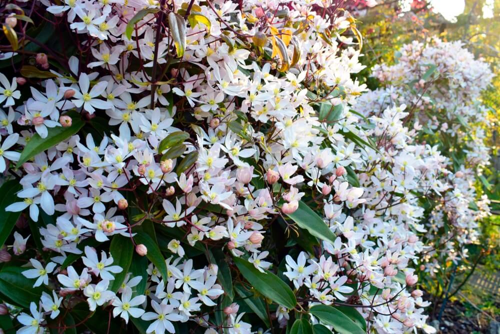 A dense cluster of white star-shaped flowers with yellow centres and green leaves growing on a bush in sunlight.